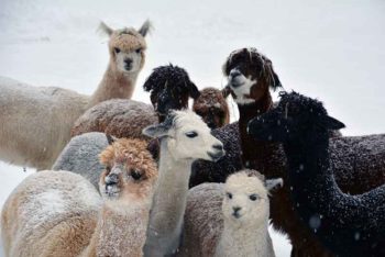 Unsere Alpaka-Herde im Winter