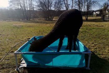 Alpaka in einem kleinen Pool badet